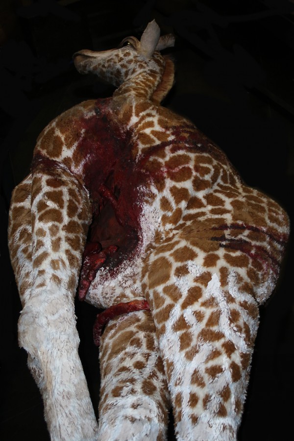 A giraffe prop with his belly torn open and intestines bulging out