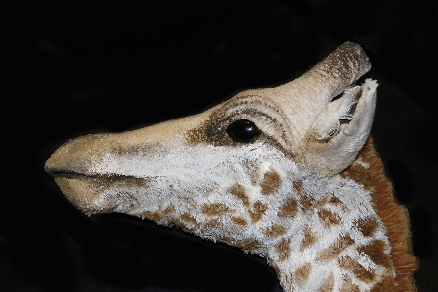 Profile; head of the giraffe