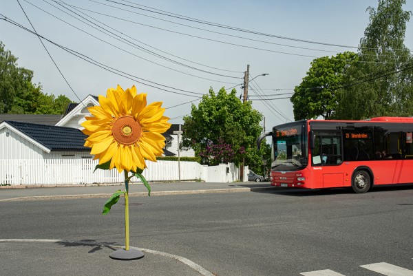 Yellow sunflower and a red bus in a road crossing