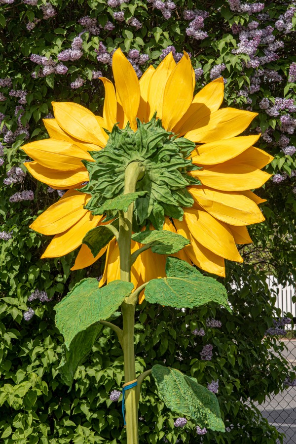 Yellow sunflower from behind