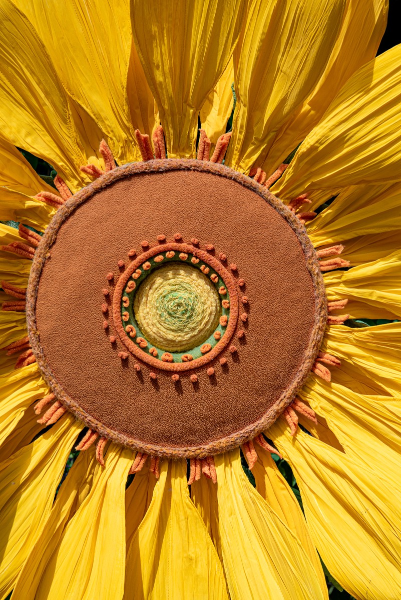 Yellow sunflower in closeup