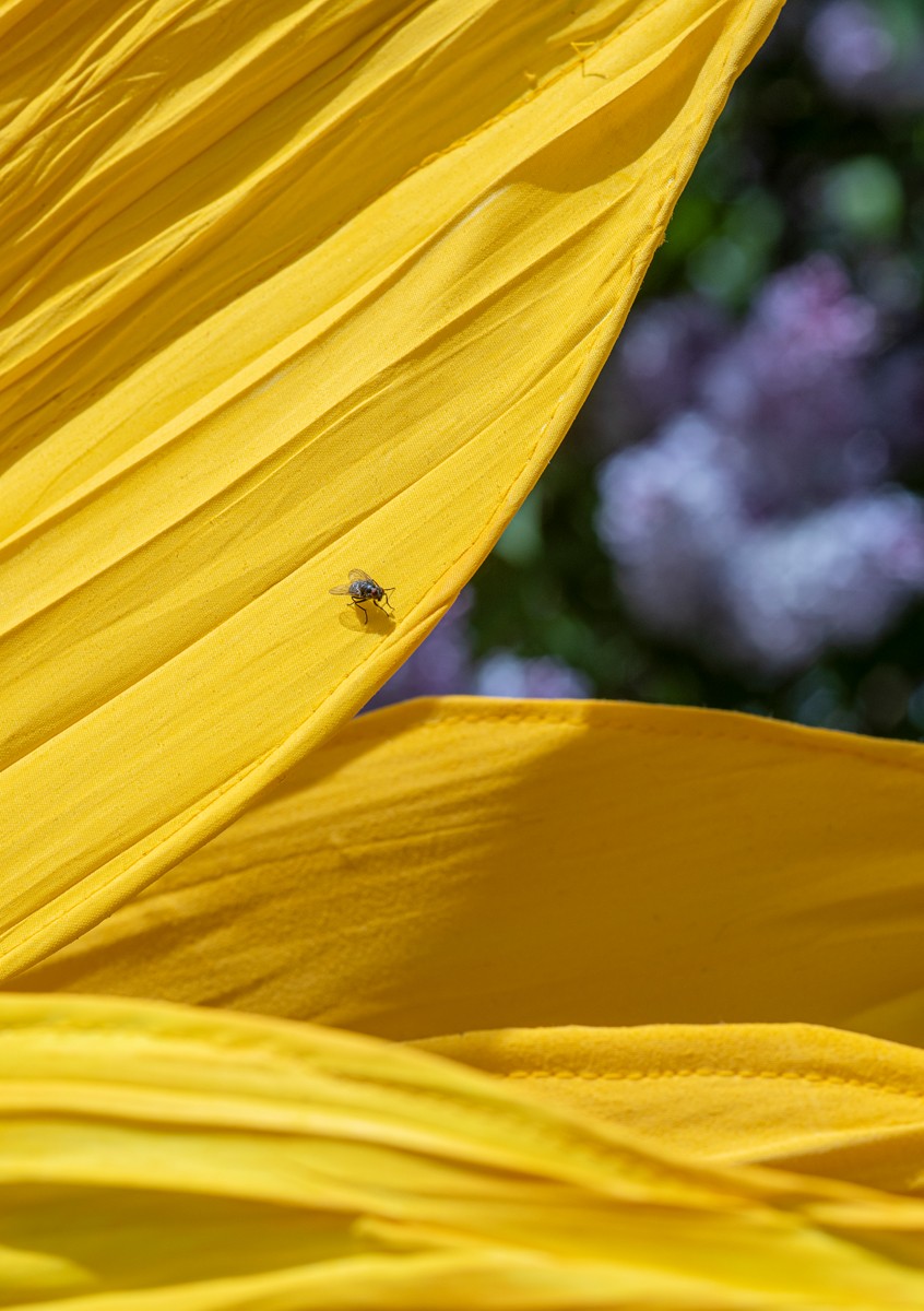 En fly på solsikke kronblad nærbilde