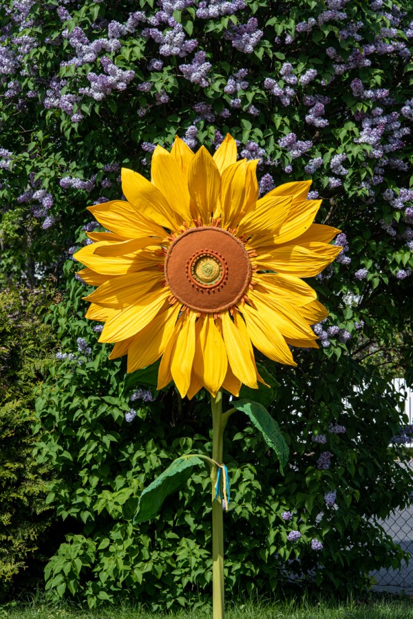 Yellow sunflower with lilac bush on the background