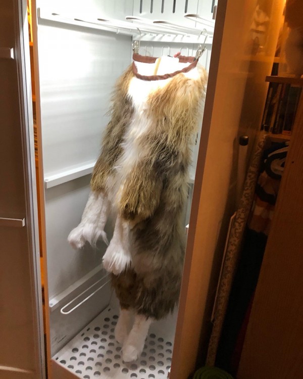 A dog costume hangs in a drying cabinet