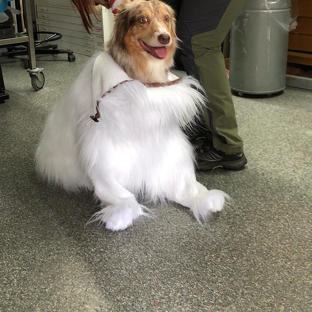 A dog wearing a white dog kostume