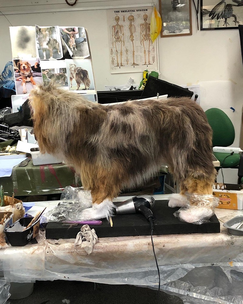 A dog modell with a dog costume on standing on a table